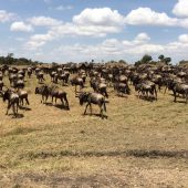  The Serengeti, TZ